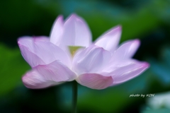 蓮華