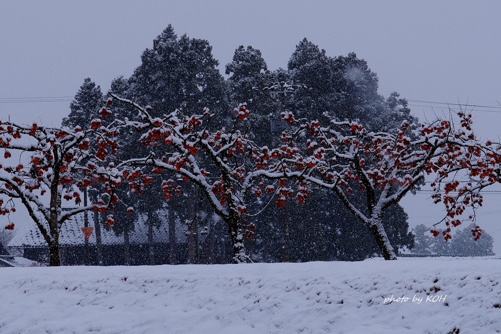 雪柿