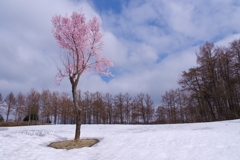 雪原に咲く