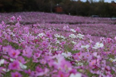 秋桜絨毯