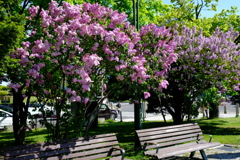 大通公園のライラック
