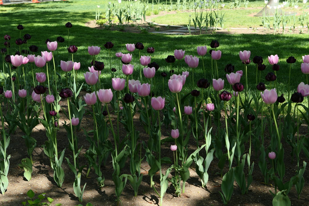 大通公園のチューリップ