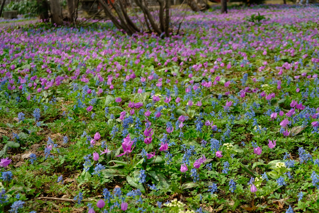 浦臼神社のカタクリ草群生地