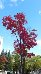 すっくと立つ一番乗りの紅葉