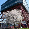 テレビ塔と桜