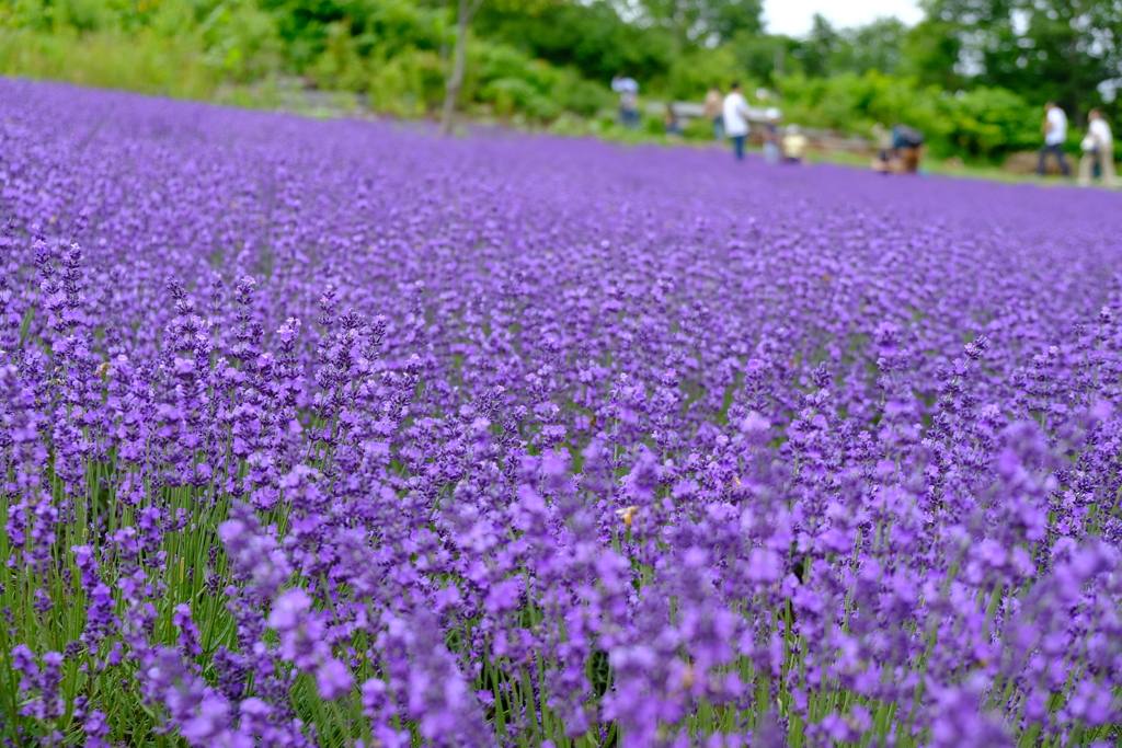 幌見峠のラベンダー園その３