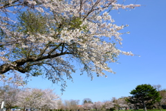 八雲町さらんべ公園の桜