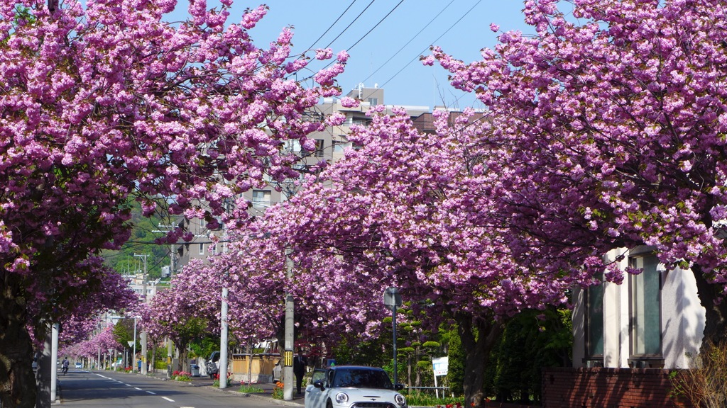 近所の桜並木