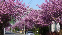 近所の桜並木