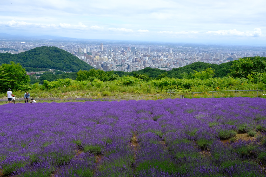 幌見峠のラベンダー園