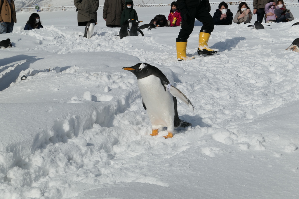 おすましペンギン