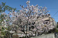 我が家の桜