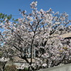 我が家の桜