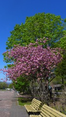 コロナに負けるな！大通公園の八重桜