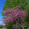 コロナに負けるな！大通公園の八重桜