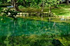 鳥沼公園の水面