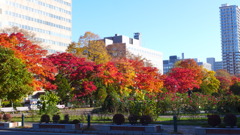 大通公園の晴れやかな紅葉in2019