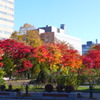 大通公園の晴れやかな紅葉in2019