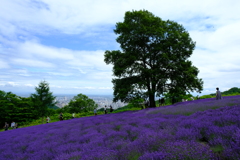 幌見峠のラベンダー園その２
