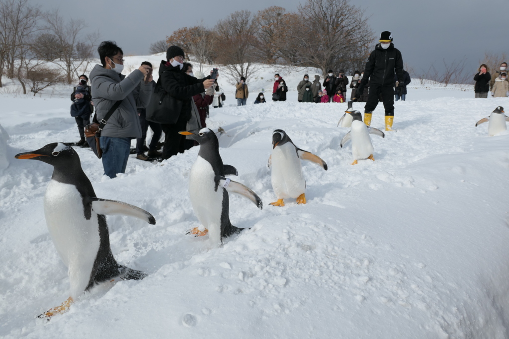 ペンギンくんのお通りだ！