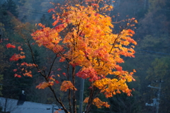 日没後に輝く紅葉