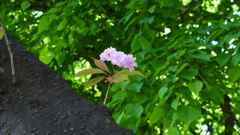 見納めの八重桜