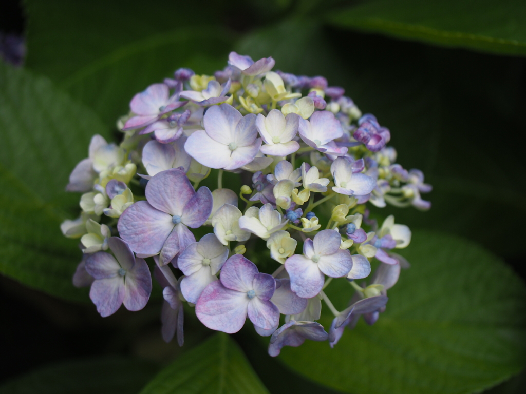 紫陽花