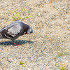 鳩