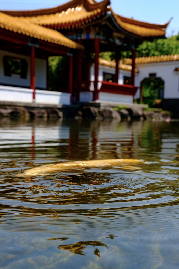 瀋秀園の鯉