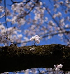 桜