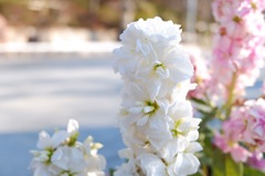 冬の花