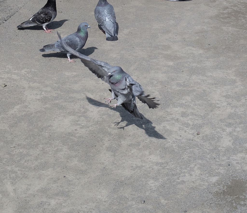 鳩の着陸