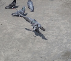 鳩の着陸
