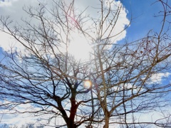 晴天にて木漏れ日