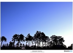 澄み渡った朝の空と松並木