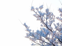 雪景色