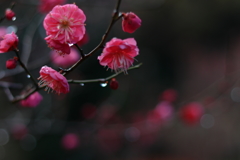 冬の雨あがり。