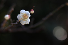 春の雫。