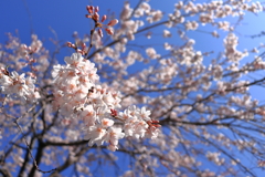 阪急岡本駅近くの枝垂れ桜と卒業式。