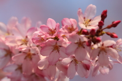 桜咲き始めました(^-^)