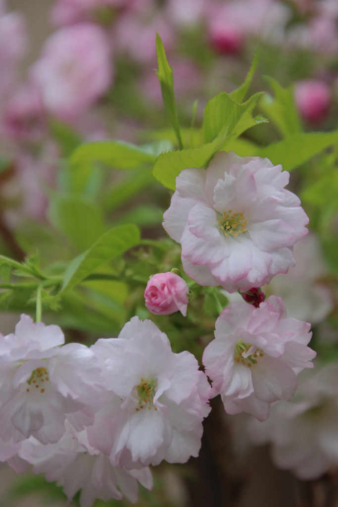 家の桜もやっと咲きました( ◠‿◠ )