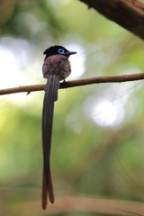 サンコウチョウ雄