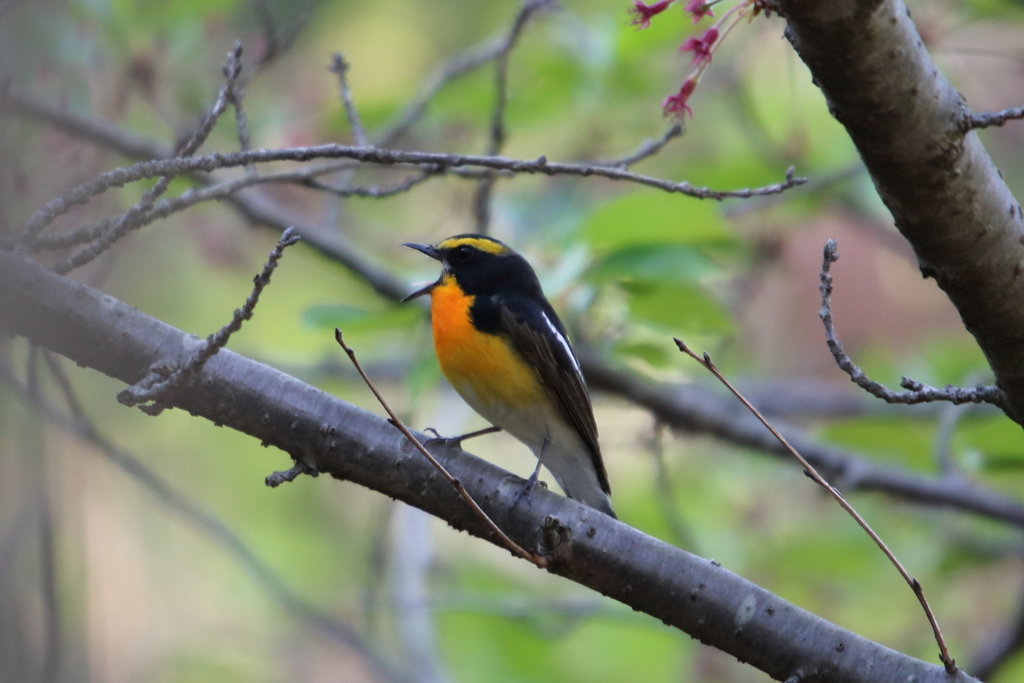 キビタキ会えました(^-^)