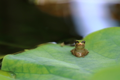 赤ちゃんガエル！