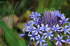 野に咲く花綺麗なので撮りました(^-^)