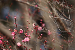 梅咲き始めました！