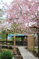 植物園の桜です(*´∇｀*)