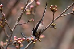 鳥の羽！