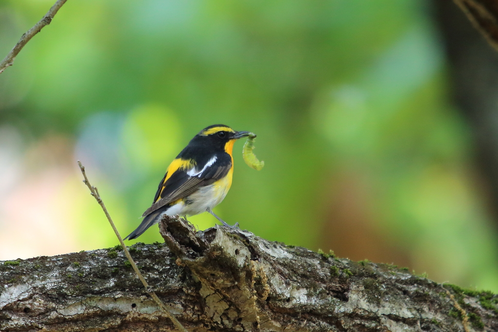 虫さんゲットー