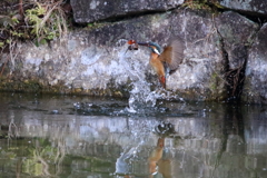 久しぶりのカワセミです。